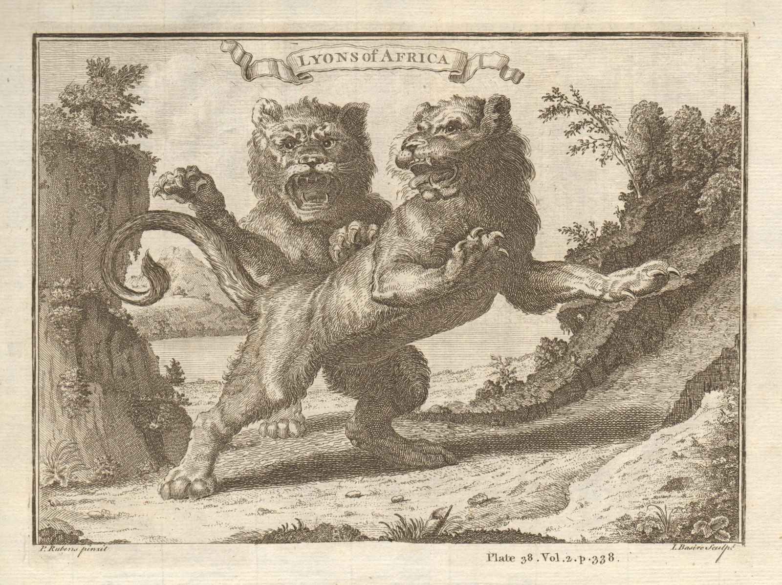 Lyons of Africa. African Lions. BASIRE 1745 old antique vintage print picture